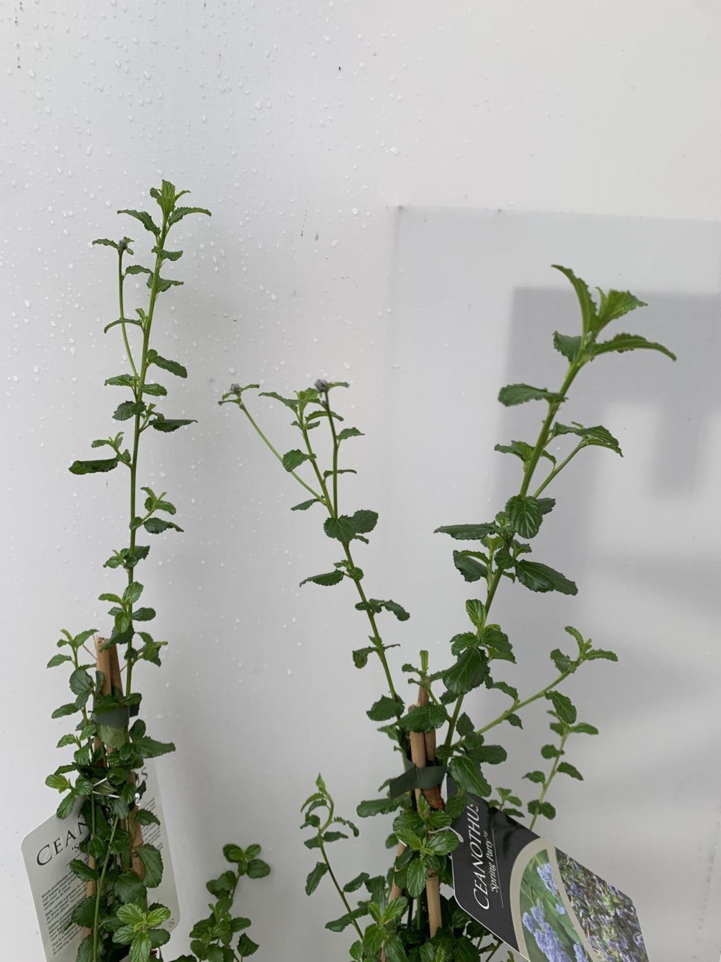 TWO CEANOTHUS 'SPRING PARTY' IN A 2 LTR POT ON A PYRAMID FRAME 90CM TALL PLUS VAT TO BE SOLD FOR THE - Image 6 of 7