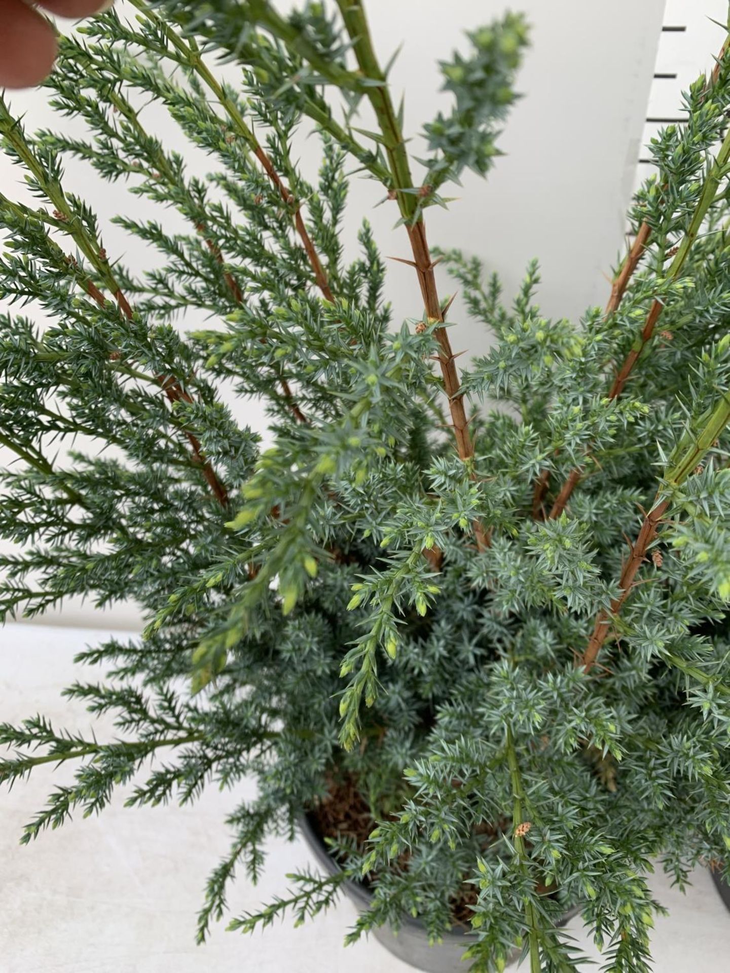 TWO JUNIPERUS CHINENSIS BLUE ALPS IN 7 LTR POTS A METRE IN HEIGHT PLUS VAT TO BE SOLD FOR THE TWO - Bild 5 aus 11