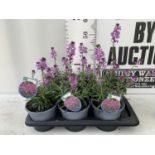 SIX ERYSIMUM BOWLES MAUVE IN 2 LTR POTS 40-50CM TALL TO BE SOLD FOR THE SIX PLUS VAT