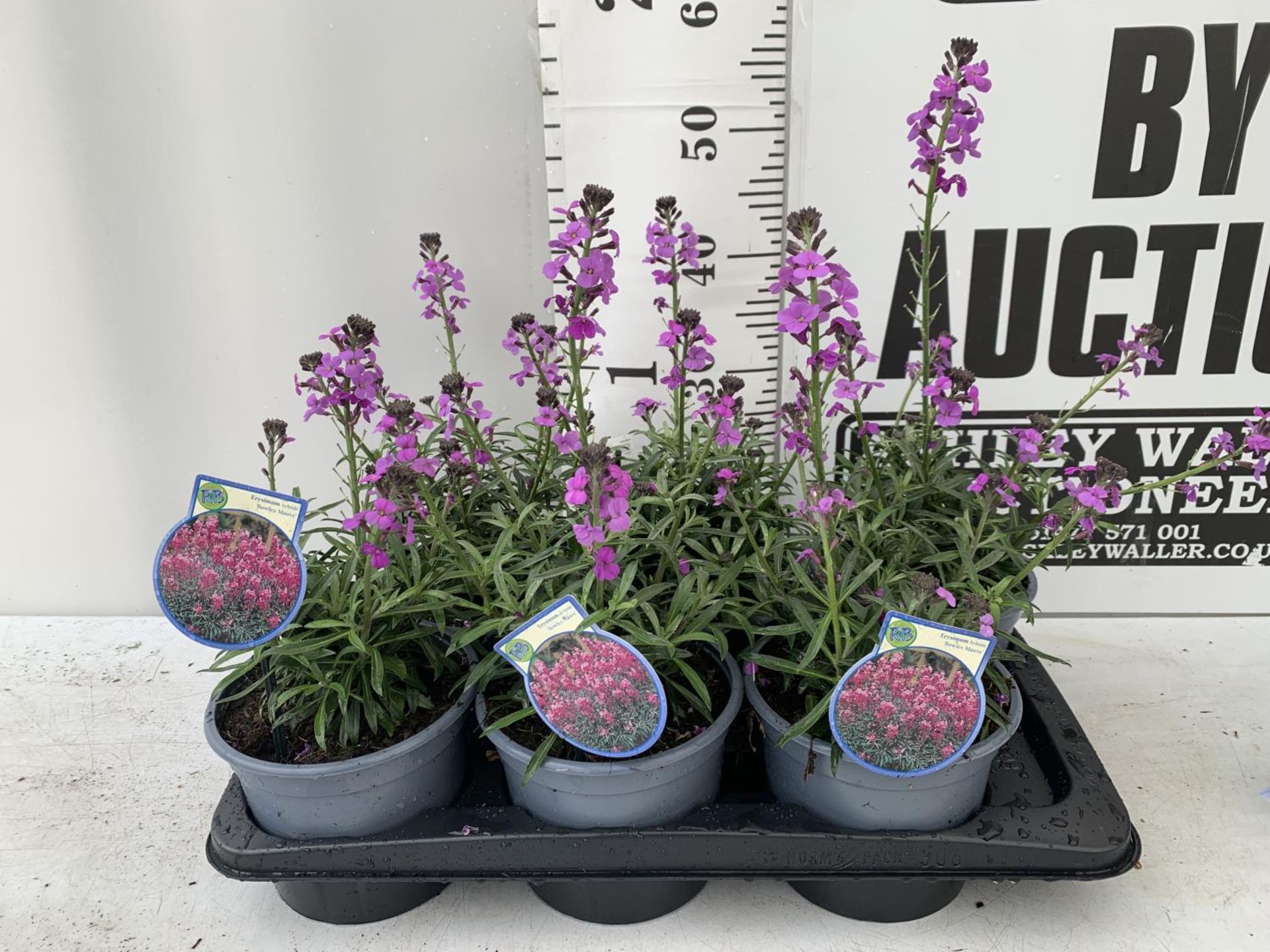 SIX ERYSIMUM BOWLES MAUVE IN 2 LTR POTS 40-50CM TALL TO BE SOLD FOR THE SIX PLUS VAT
