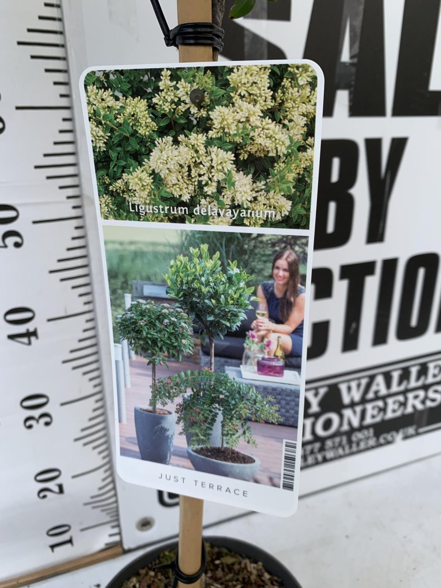 TWO LIGUSTRUM DELAVAYANUM STANDARD TREES APPROX 100CM IN HEIGHT IN 3LTR POTS PLUS VAT TO BE SOLD FOR - Bild 4 aus 4