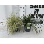 TWO HARDY ORNAMENTAL GRASSES CAREX 'EVERGOLD' AND MORROWII 'ICE DANCE' IN 3 LTR POTS APPROX 50CM