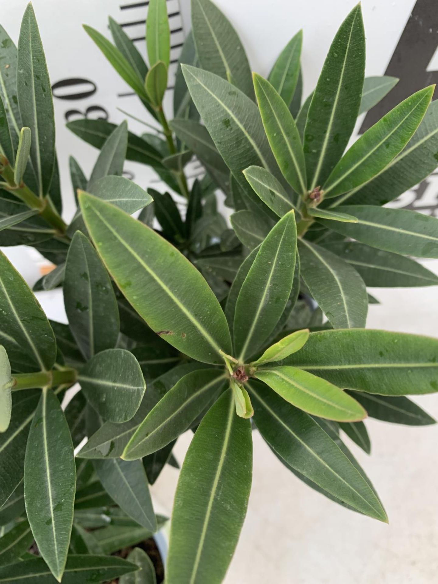 THREE MIXED OLEANDER NERIUM APPROX 45CM TALL IN 1 LTR POTS PLUS VAT TO BE SOLD FOR THE THREE - Image 3 of 4