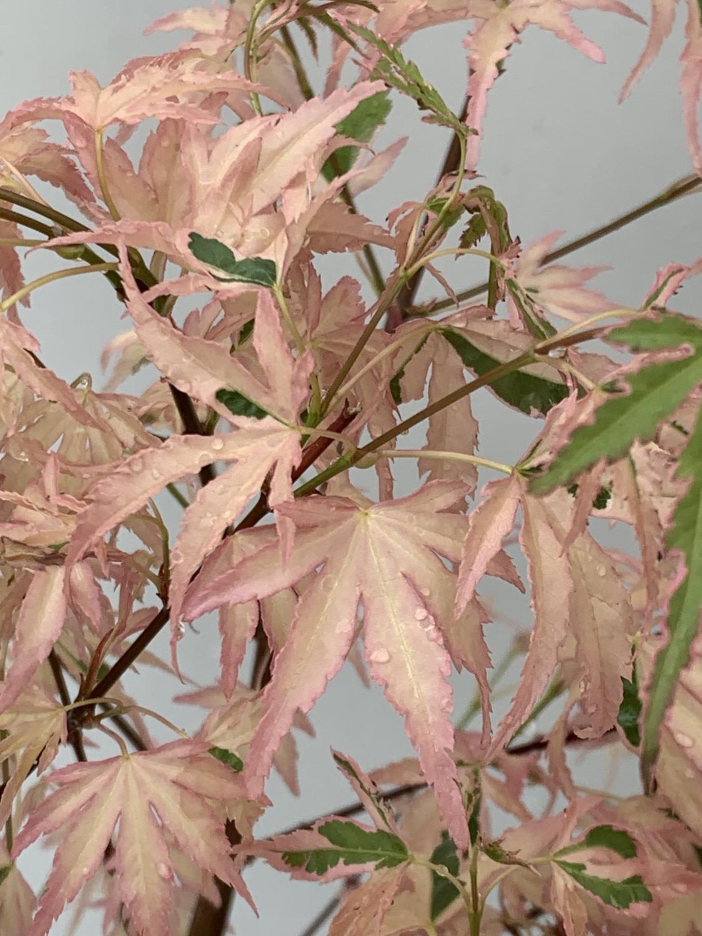 TWO ACER PALMATUM JAPANESE JEWELS TO INCLUDE TAYLOR AND SHAINIA IN 3 LTR POTS 60-70CM TALL TO BE - Image 3 of 9
