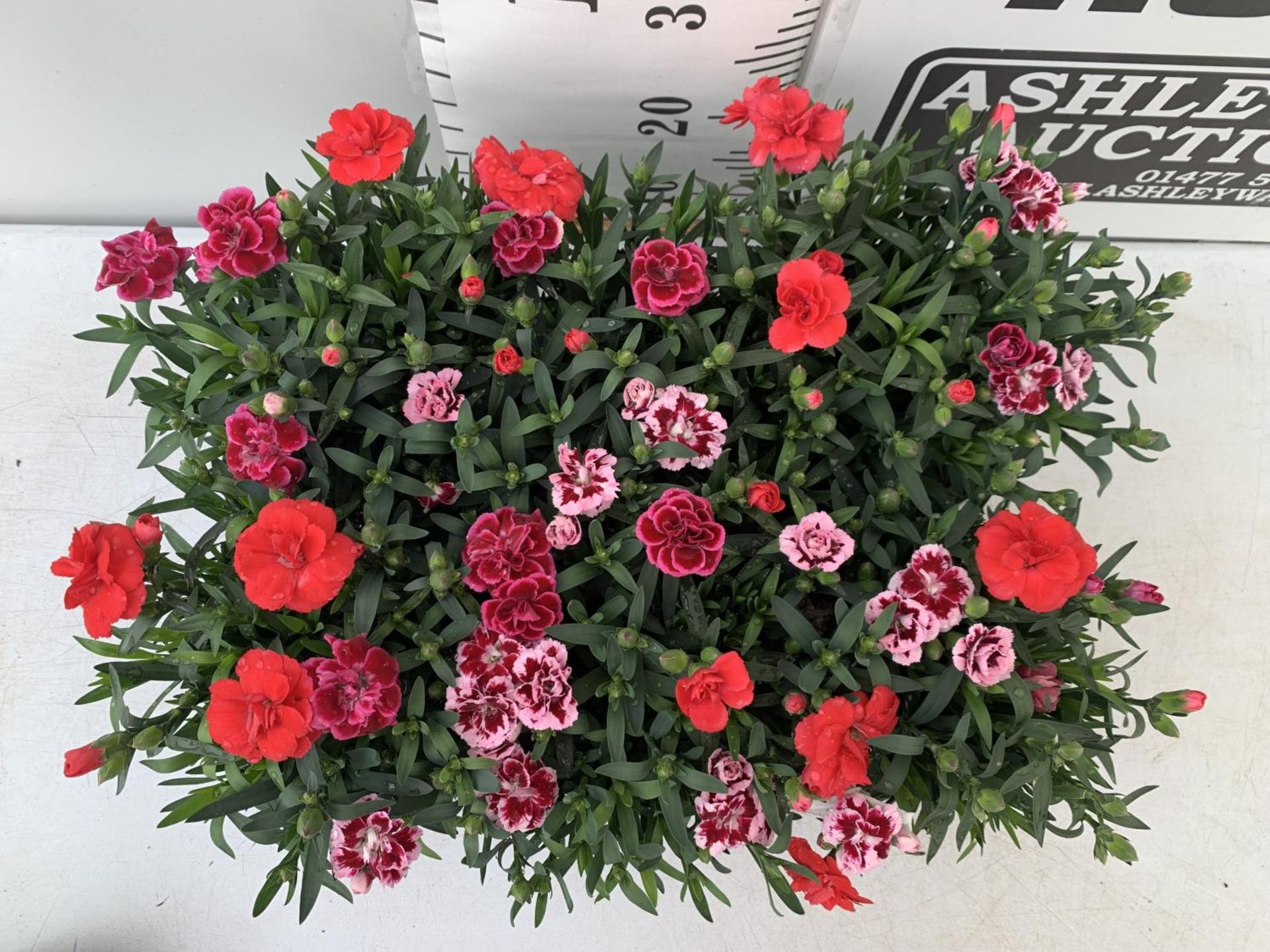 SIX POTS OF DIANTHUS TRIO MIXED WITH THREE VARIETIES IN EACH POT SIZE P15 HEIGHT 30CM TO BE SOLD FOR - Image 2 of 4