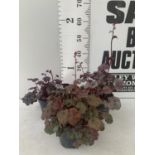 THREE HEUCHERA 'CARNIVAL' IN 2 LTR POTS APPROX 35CM IN HEIGHT PLUS VAT TO BE SOLD FOR THE THREE