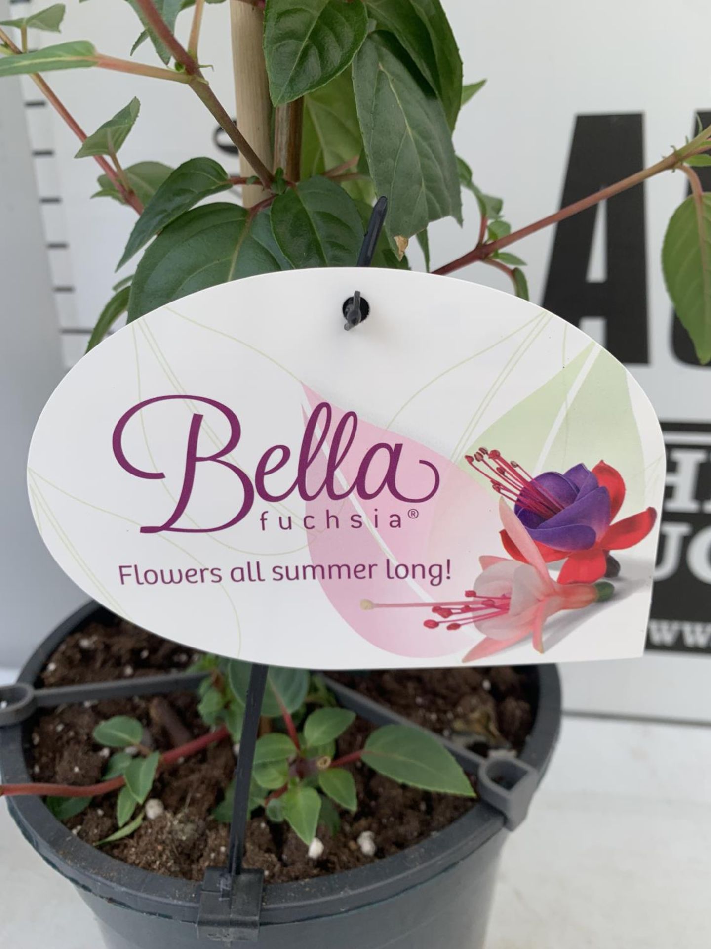 TWO BELLA STANDARD PINK FUCHSIA IN A 3 LTR POTS 70CM -80CM TALL TO BE SOLD FOR THE TWO PLUS VAT - Image 5 of 5