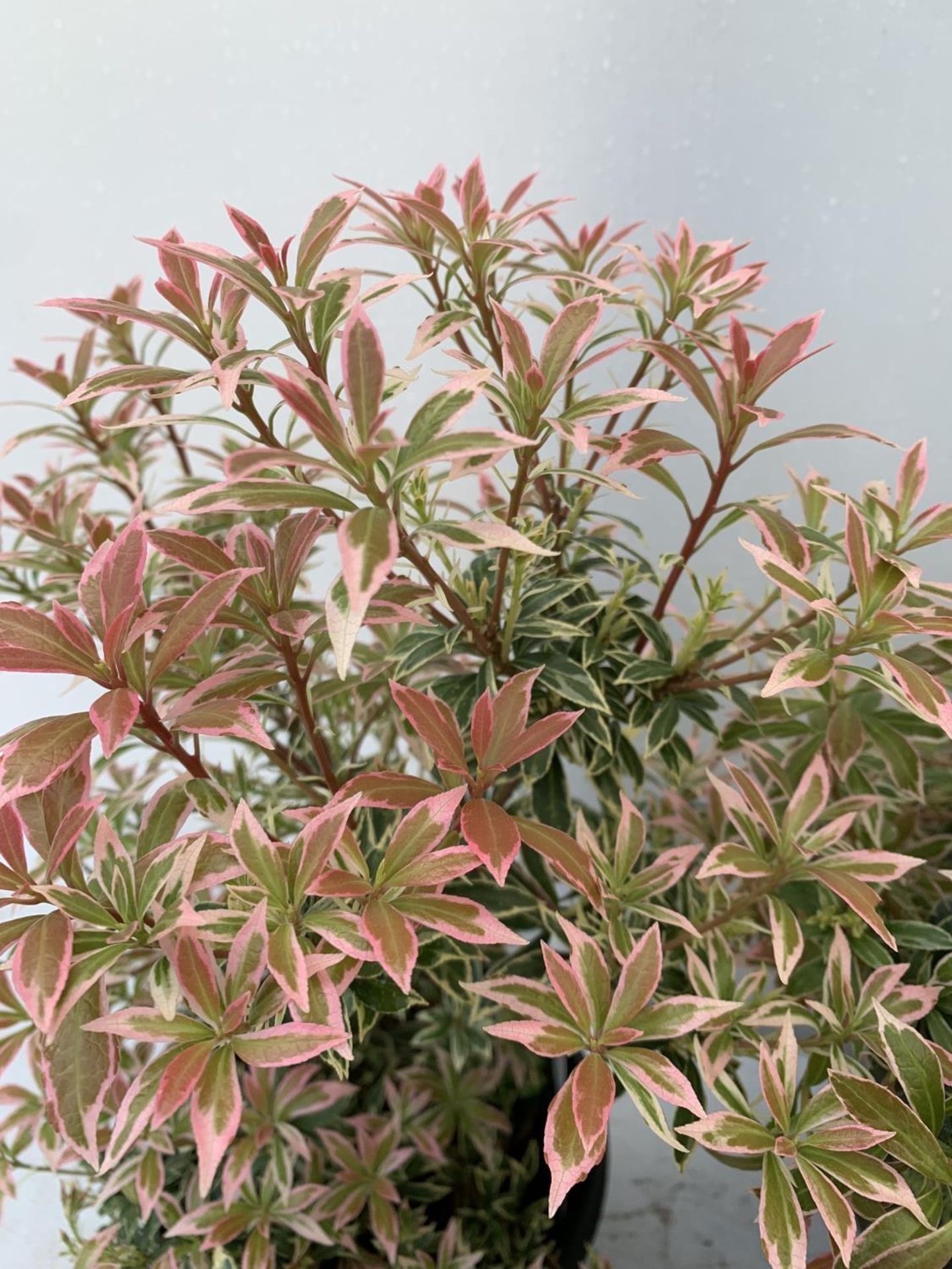 SEVEN PIERIS LITTLE HEATH 45CM TALL IN 2 LTR POTS TO BE SOLD FOR THE SEVEN PLUS VAT - Image 12 of 13