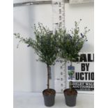 TWO CEANOTHUS STANDARD TREES 'CONCHA' IN FLOWER APPROX 120CM IN HEIGHT IN 3 LTR POTS PLUS VAT TO