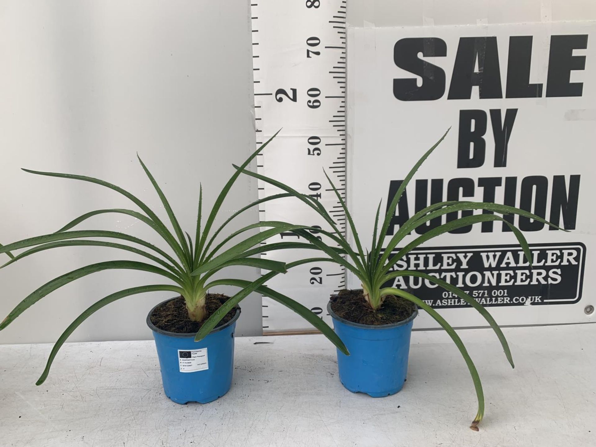 TWO AGAPANTHUS AFRICANUS IN 2 LTR POTS APPROX 50CM IN HEIGHT PLUS VAT TO BE SOLD FOR THE TWO