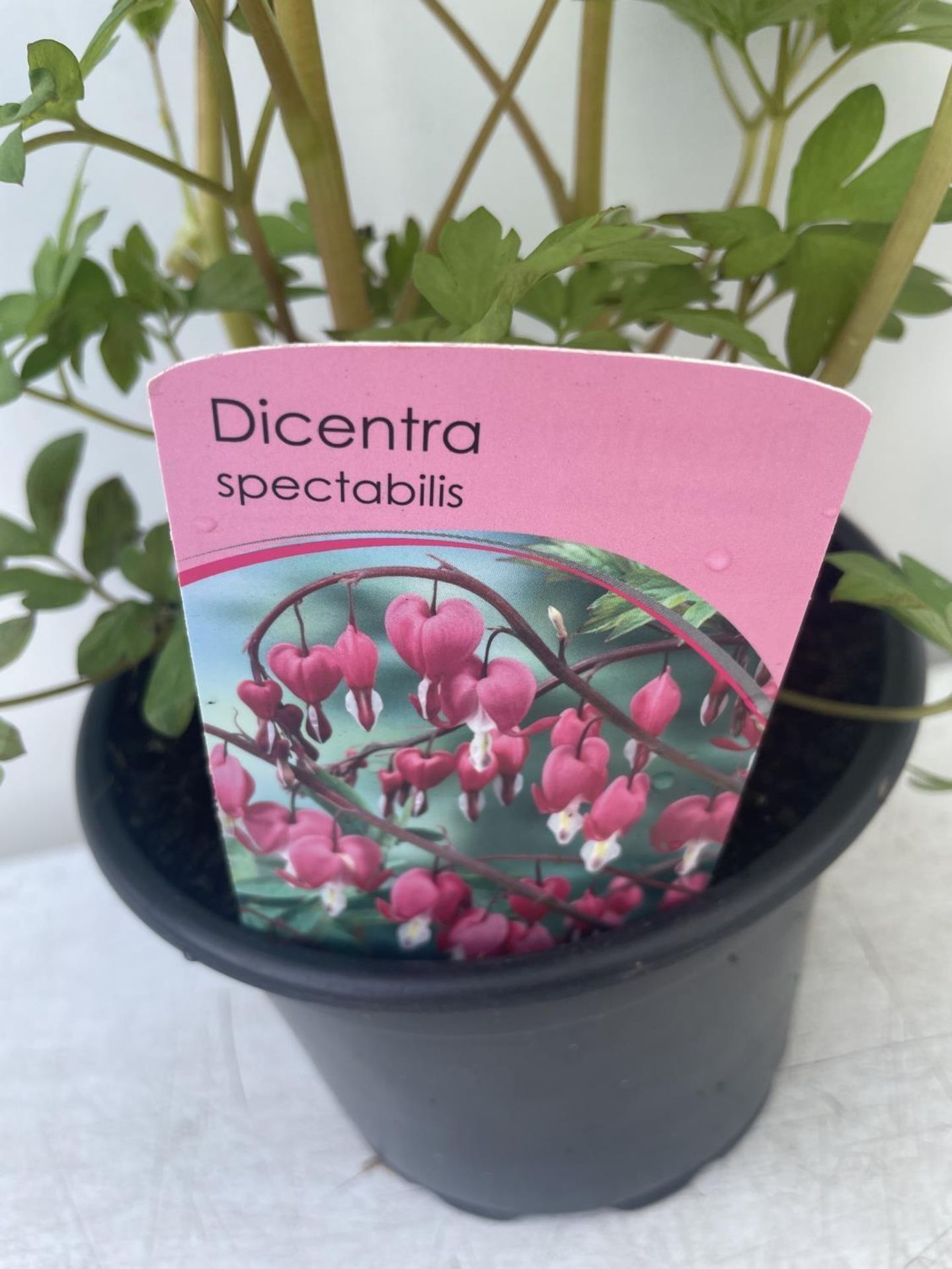 SIX DICENTRA SPECTABILIS BLEEDING HEART 50CM TALL IN 2 LTR POTS TO BE SOLD FOR THE SIX PLUS VAT - Image 7 of 9
