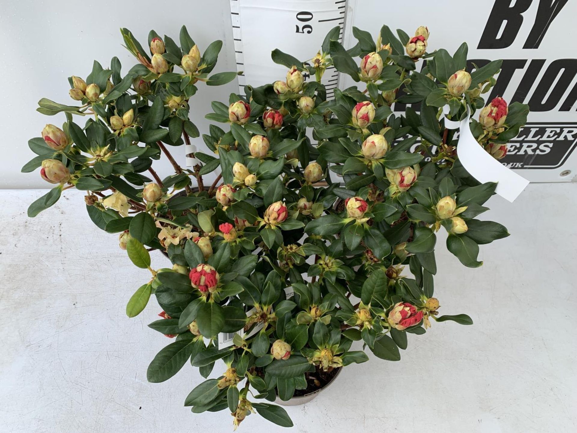 THREE RHODODENDRON NANCY EVANS IN 3 LTR POTS HEIGHT 50CM TO BE SOLD FOR THE THREE PLUS VAT - Image 3 of 12