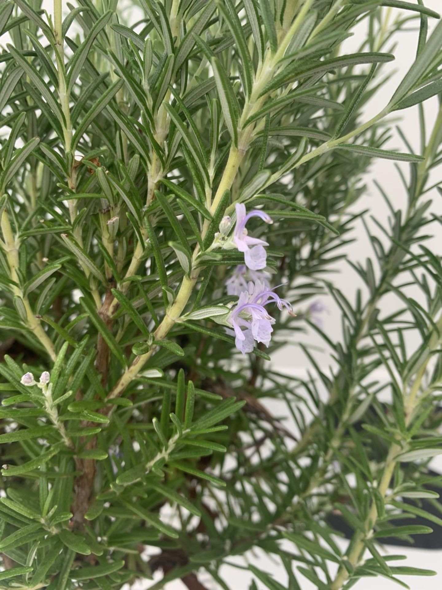 TWO ROSEMARY OFFICINALIS STANDARD TREES APPROX 120CM IN HEIGHT IN 3LTR POTS NO VAT TO BE SOLD FOR - Image 4 of 5