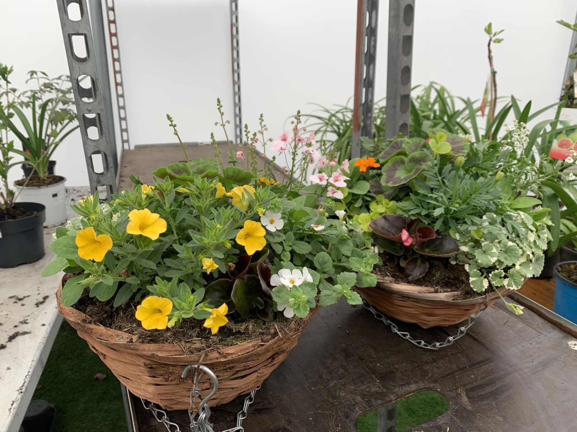 TWO WICKER HANGING BASKETS WITH MIXED BEDDING AND TRAILING PLANTS TO INCLUDE PETUNIA, MARIGOLD,