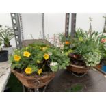 TWO WICKER HANGING BASKETS WITH MIXED BEDDING AND TRAILING PLANTS TO INCLUDE PETUNIA, MARIGOLD,
