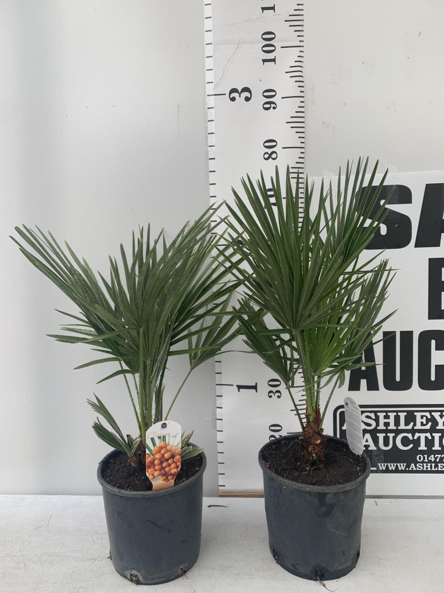 TWO CHAMAEROPS HUMILIS HARDY IN 3 LTR POTS APPROX 70CM IN HEIGHT PLUS VAT TO BE SOLD FOR THE TWO