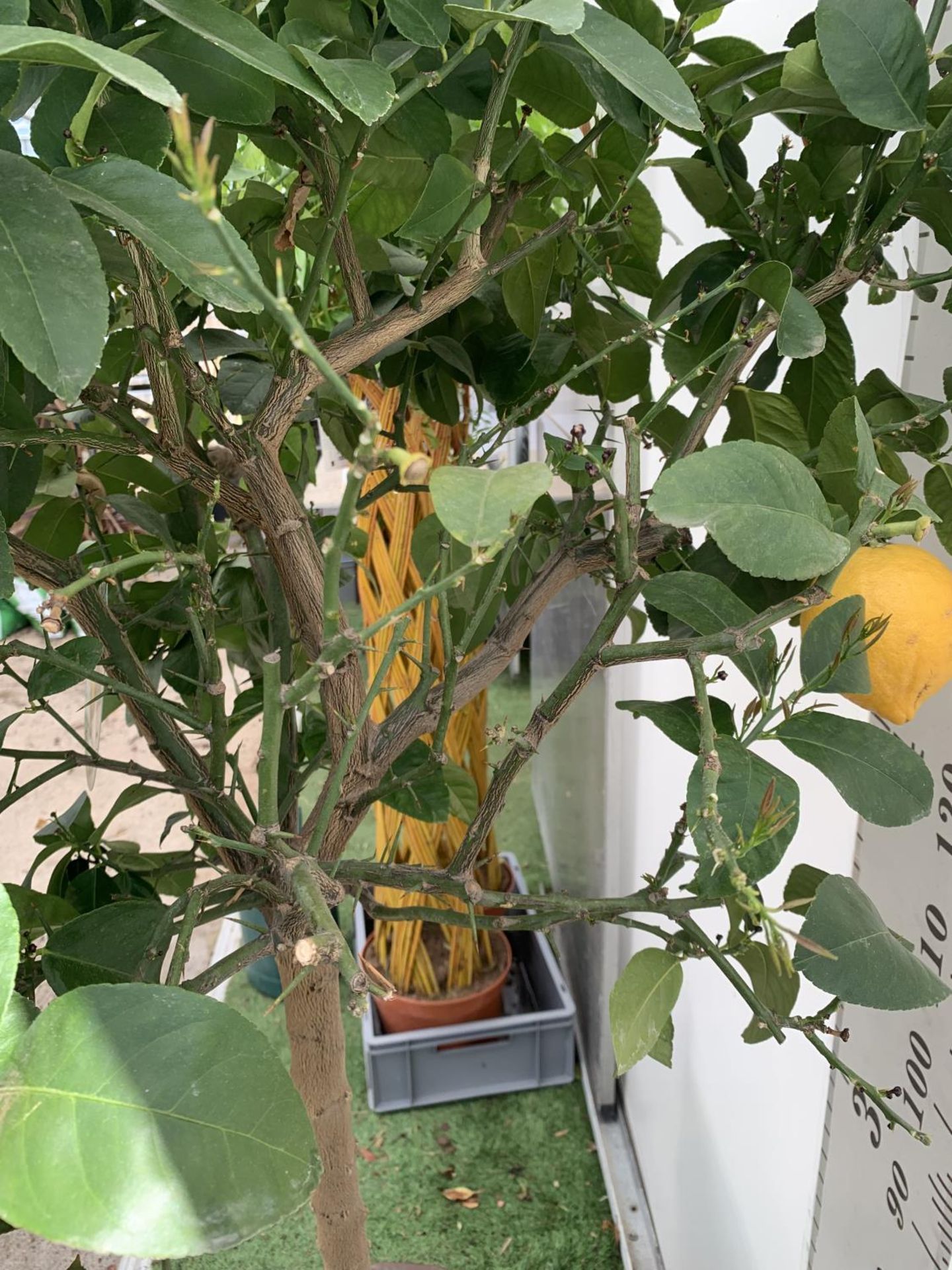 A LARGE CITRUS LEMON TREE OVER 190CM TALL WITH FRUIT IN A 40 LTR POT NO VAT - Image 7 of 8