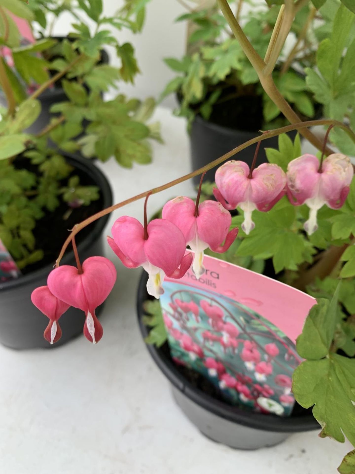 SIX DICENTRA SPECTABILIS BLEEDING HEART 50CM TALL IN 2 LTR POTS TO BE SOLD FOR THE SIX PLUS VAT - Image 11 of 11