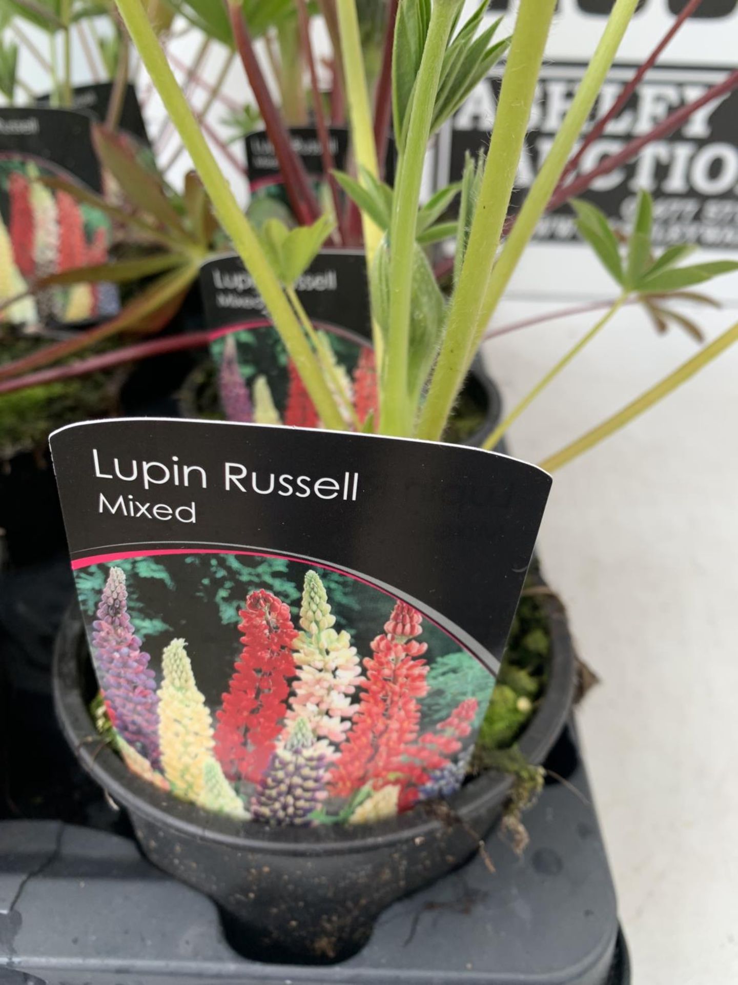 SIX LUPIN RUSSELL MIXED COLOURS ON A TRAY APPROX 40CM IN HEIGHT PLUS VAT TO BE SOLD FOR THE SIX - Image 3 of 4