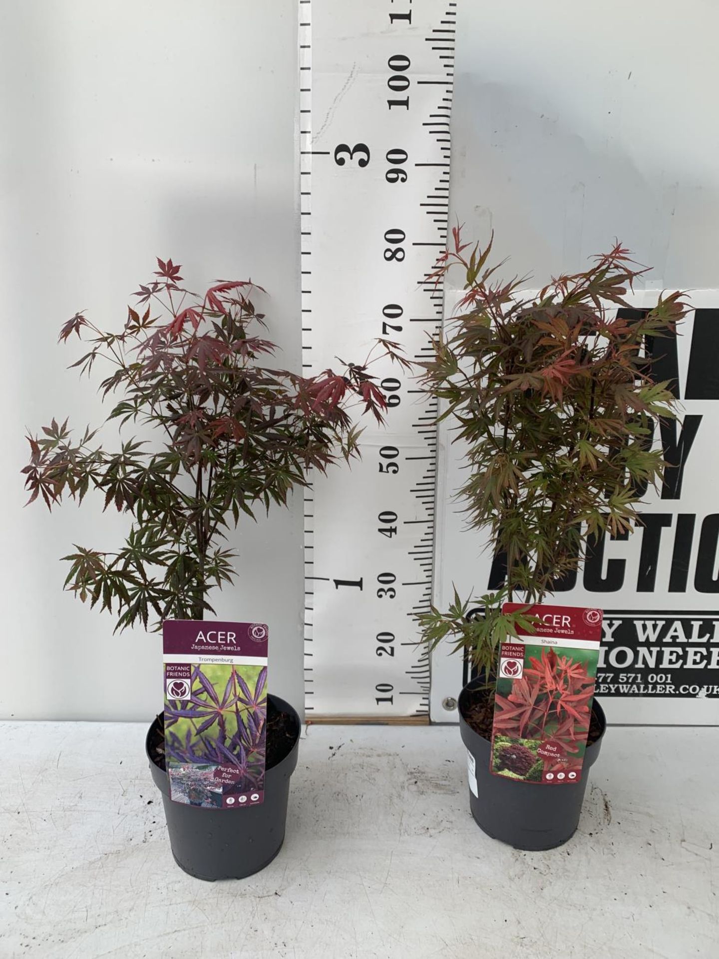 TWO ACER PALMATUM JAPANESE JEWELS IN 3 LTR POTS TO INCLUDE A TROMPENBURG AND A SHAINA 70 -80CM