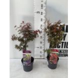 TWO ACER PALMATUM JAPANESE JEWELS IN 3 LTR POTS TO INCLUDE A TROMPENBURG AND A SHAINA 70 -80CM
