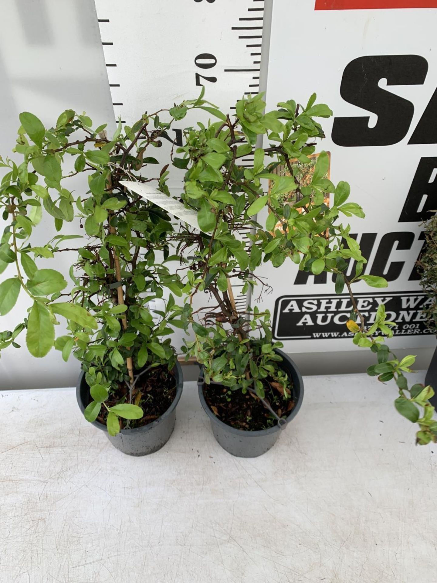 TWO PYRACANTHA 'SUNNY STAR' IN 2 LTR POTS IN 80CM IN HEIGHT PLUS VAT TO BE SOLD FOR THE TWO - Image 4 of 8