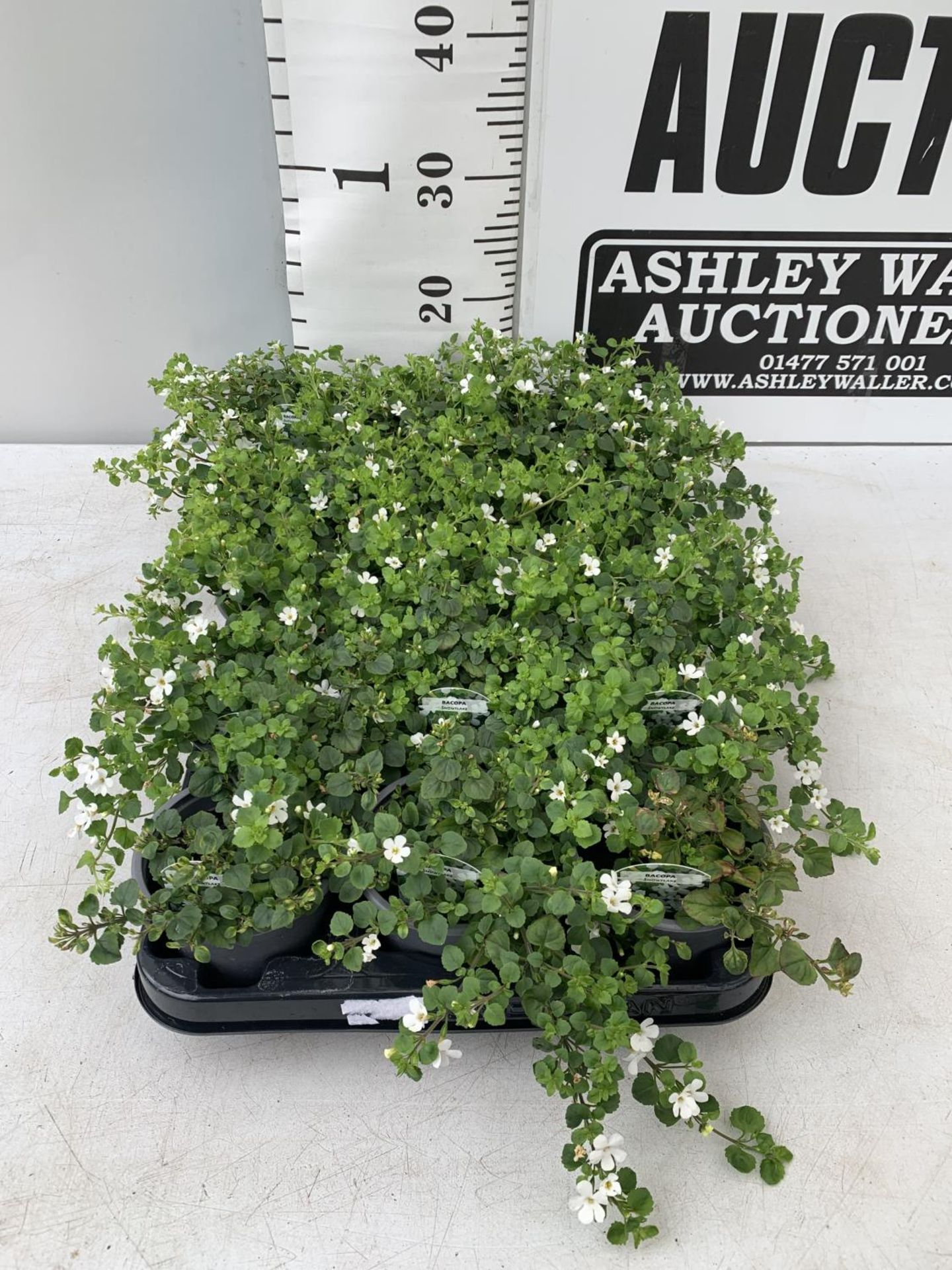 FIFTEEN BACOPA 'SNOWFLAKE' BEDDING PLANTS ON A TRAY PLUS VAT TO BE SOLD FOR THE FIFTEEN