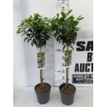 TWO PRUNUS LUSITANICA 'AUGUSTFOLIA' STANDARD TREES APPROX ONE METRE IN HEIGHT IN 3LTR POTS PLUS