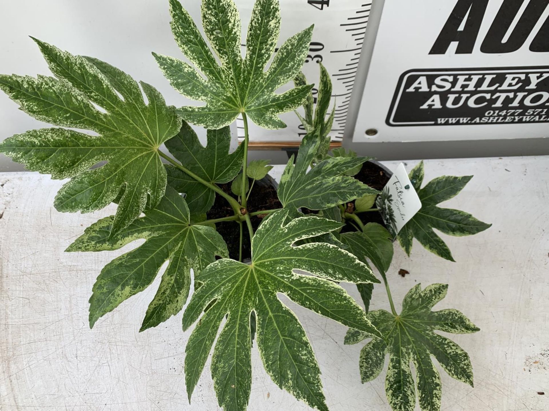 TWO FATSIA SPIDER VARIEGATA IN 2 LTR POTS 40CM TALL PLUS VAT TO BE SOLD FOR THE TWO - Image 2 of 4