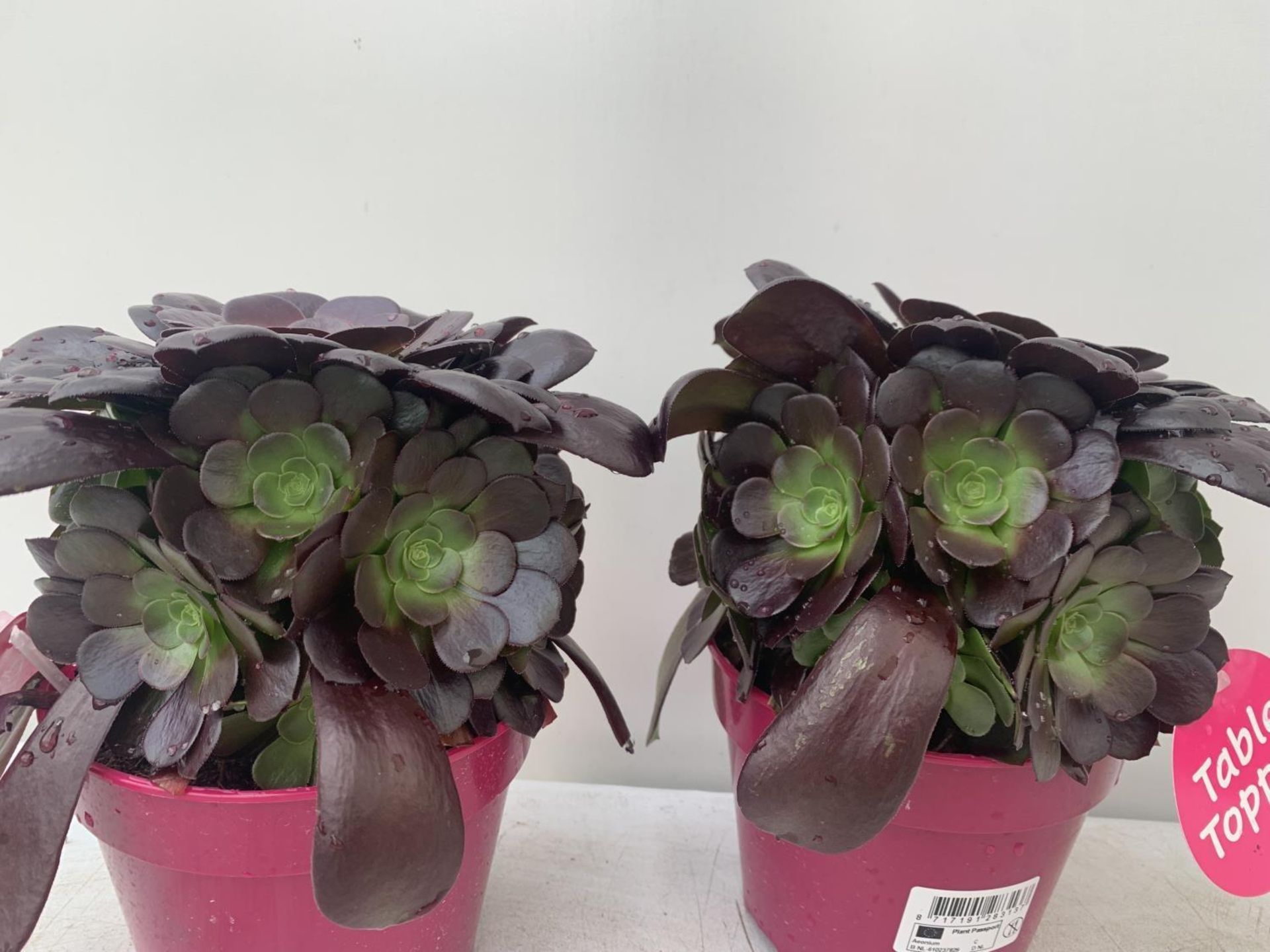TWO AEONIUM ARBOREUM VELOURS IN 1 LTR POTS 25CM IN HEIGHT PLUS VAT TO BE SOLD FOR THE TWO - Image 2 of 5