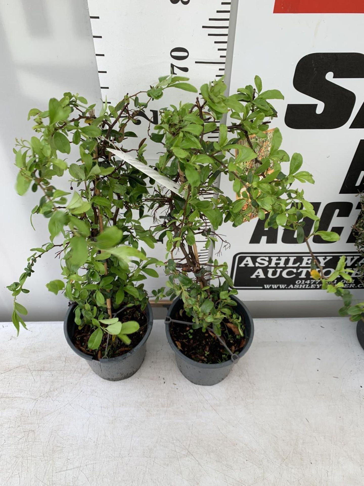 TWO PYRACANTHA 'SUNNY STAR' IN 2 LTR POTS IN 80CM IN HEIGHT PLUS VAT TO BE SOLD FOR THE TWO - Image 6 of 8