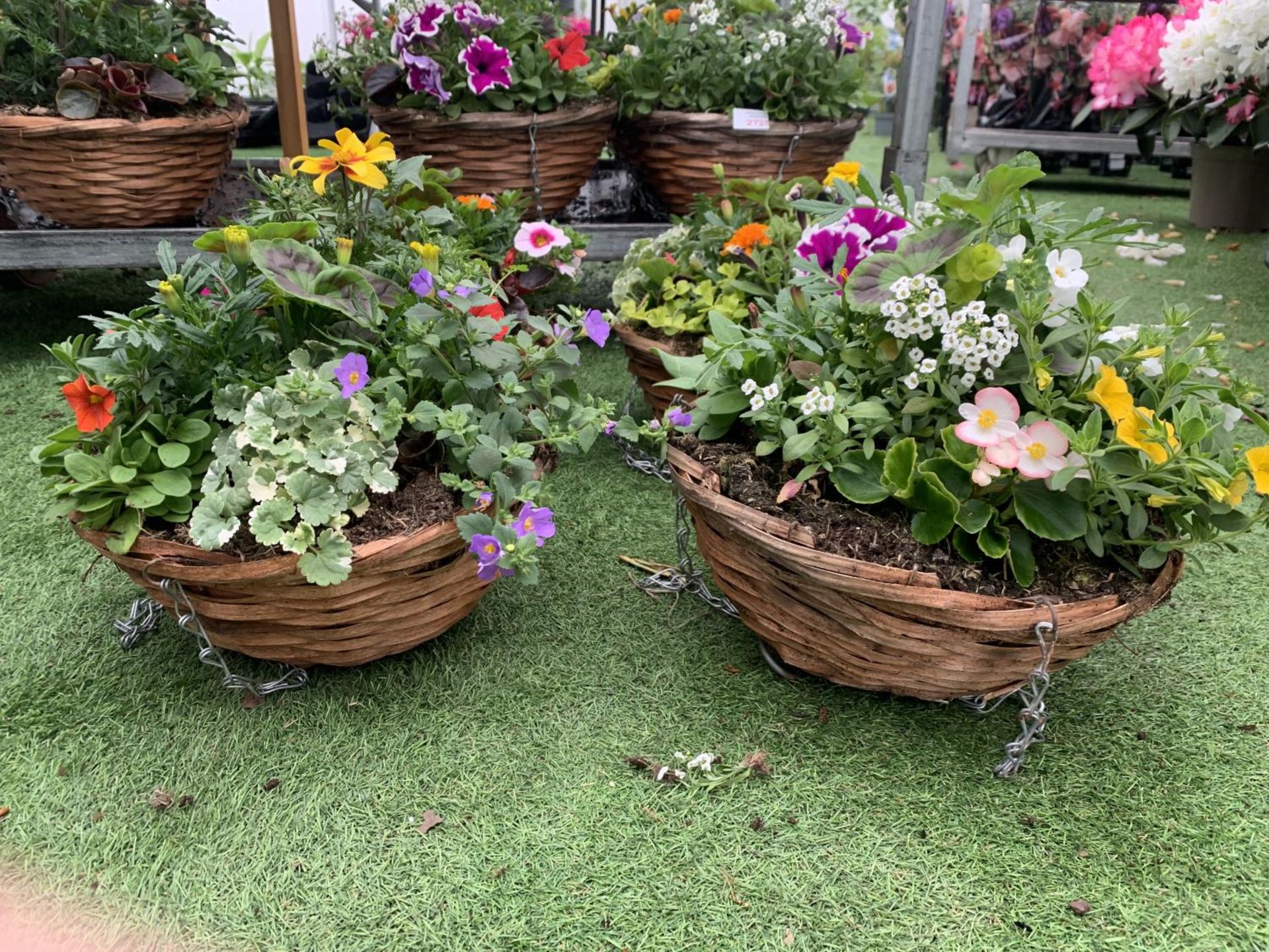FOUR WICKER HANGING BASKETS WITH MIXED BEDDING AND TRAILING PLANTS TO INCLUDE PETUNIA, MARIGOLD, - Image 6 of 6
