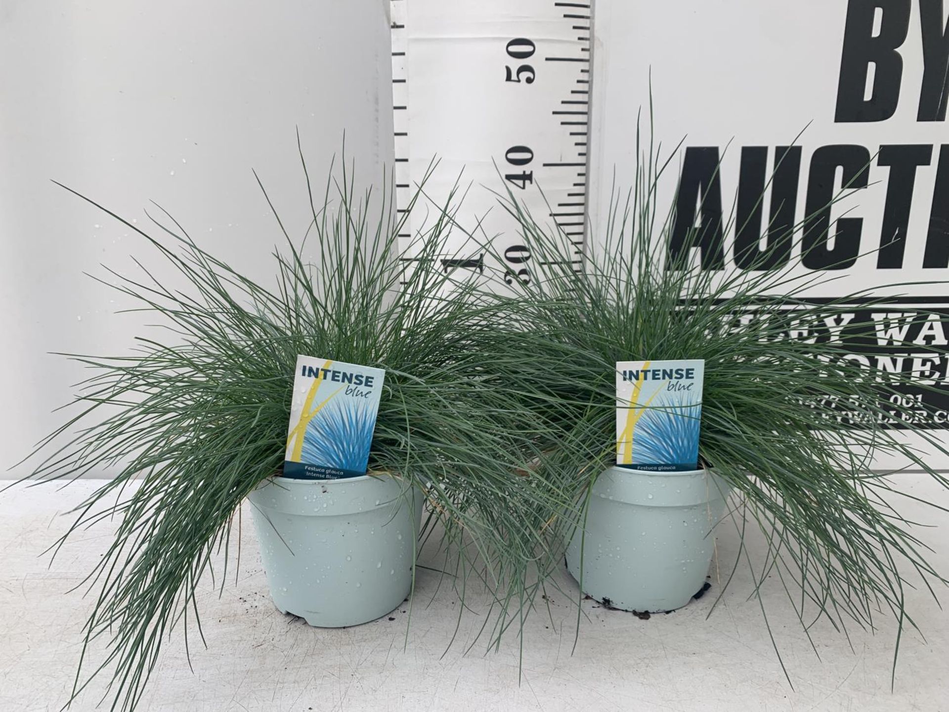 TWO FESTUCA GLAUCA 'INTENSE BLUE' ORNAMENTAL GRASSES IN 2 LTR POTS APPROX 40CM IN HEIGHT PLUS VAT TO