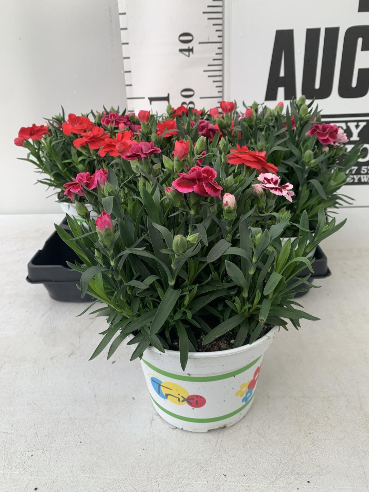 SIX POTS OF DIANTHUS TRIO MIXED WITH THREE VARIETIES IN EACH POT SIZE P15 HEIGHT 30CM TO BE SOLD FOR - Image 2 of 6