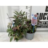 TWO LEUCOTHOE DARK DIAMOND AND ROYAL RUBY IN 2 LTR POTS 35CM TALL PLUS VAT TO BE SOLD FOR THE TWO