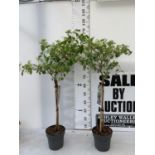 TWO VIBURNUM PLICATUM 'WATANABE' STANDARD TREES APPROX 120CM IN HEIGHT IN 3LTR POTS PLUS VAT TO BE