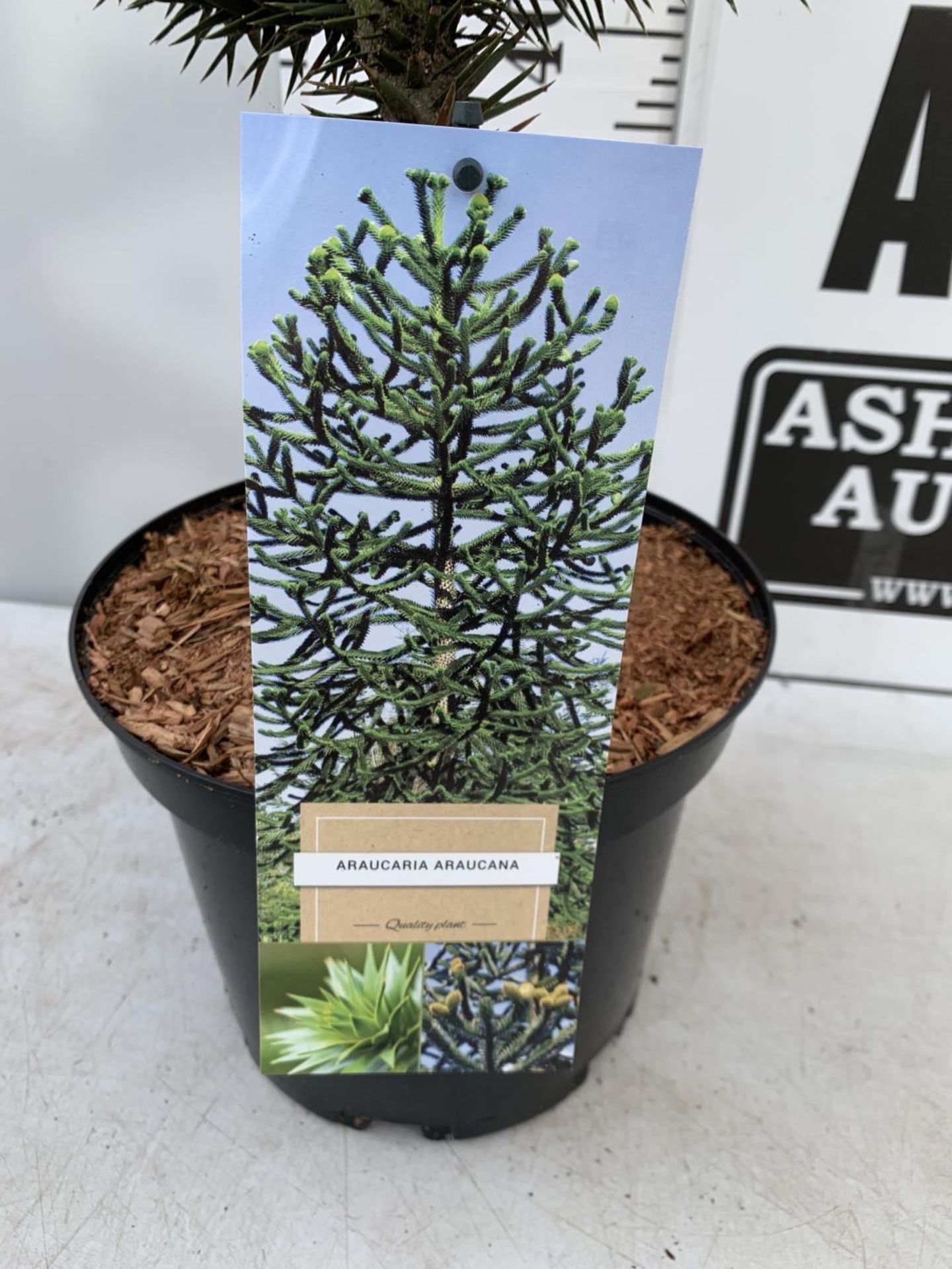 ONE MONKEY PUZZLE TREE ARAUCARIA ARAUCANA APPROX 70CM IN HEIGHT IN A 5 LTR POT PLUS VAT - Image 4 of 4