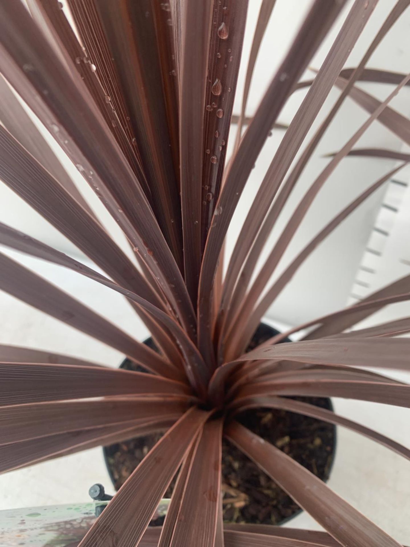 TWO CORDYLINE AUSTRALIS RED STAR IN 2 LTR POTS HEIGHT OVER 60CM PLUS VAT TO BE SOLD FOR THE TWO - Image 3 of 4