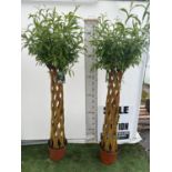 A PAIR OF SALIX LIVING WILLOW EXCLUSIVE IN 7.5 LTR POTS OVER 200 CM TALL TO BE SOLD FOR THE PAIR