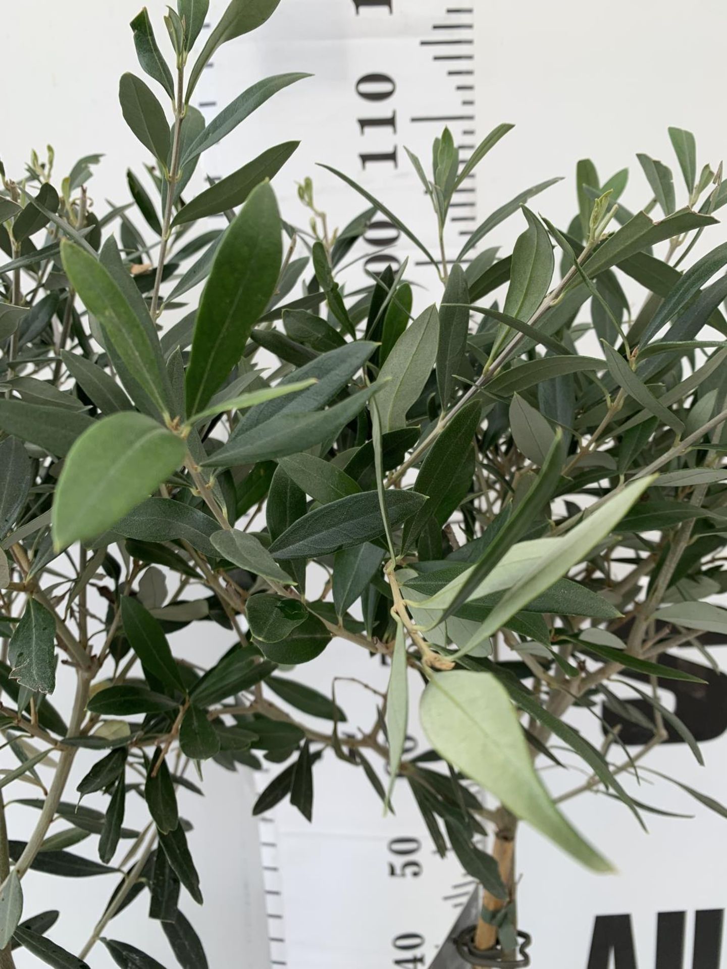 TWO OLIVE EUROPEA STANDARD TREES APPROX 110CM IN HEIGHT IN 3LTR POTS NO VAT TO BE SOLD FOR THE TWO - Image 6 of 8