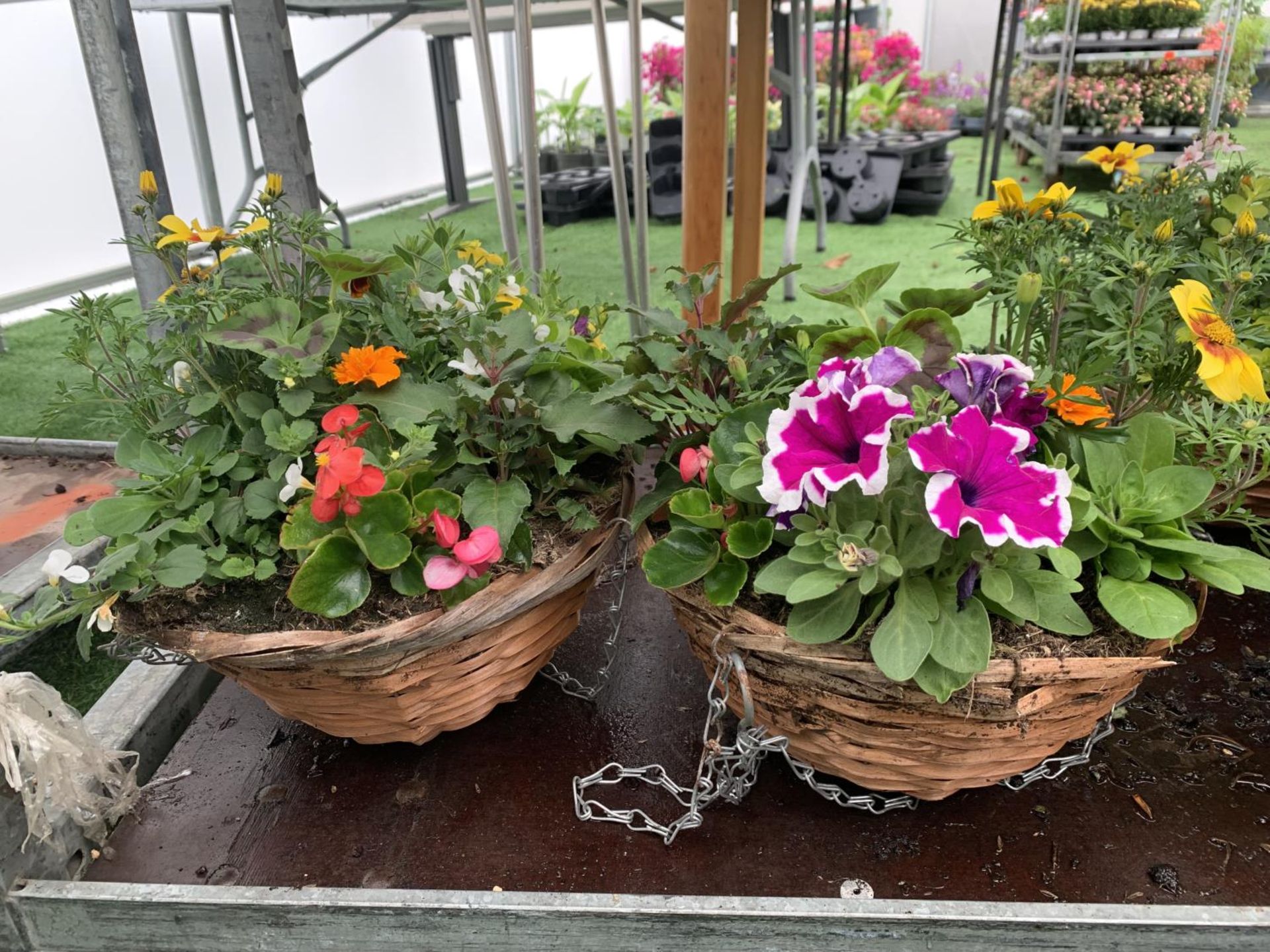 TWO WICKER HANGING BASKETS WITH MIXED BEDDING AND TRAILING PLANTS TO INCLUDE PETUNIA, MARIGOLD, - Image 6 of 6
