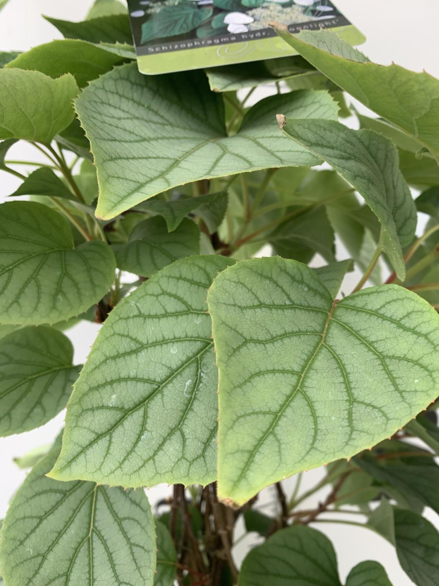 A SCHIZOPHRAGMA HYDRANGEOIDES MOONLIGHT IN A 7.5 LTR POT 130CM TALL PLUS VAT - Image 3 of 5