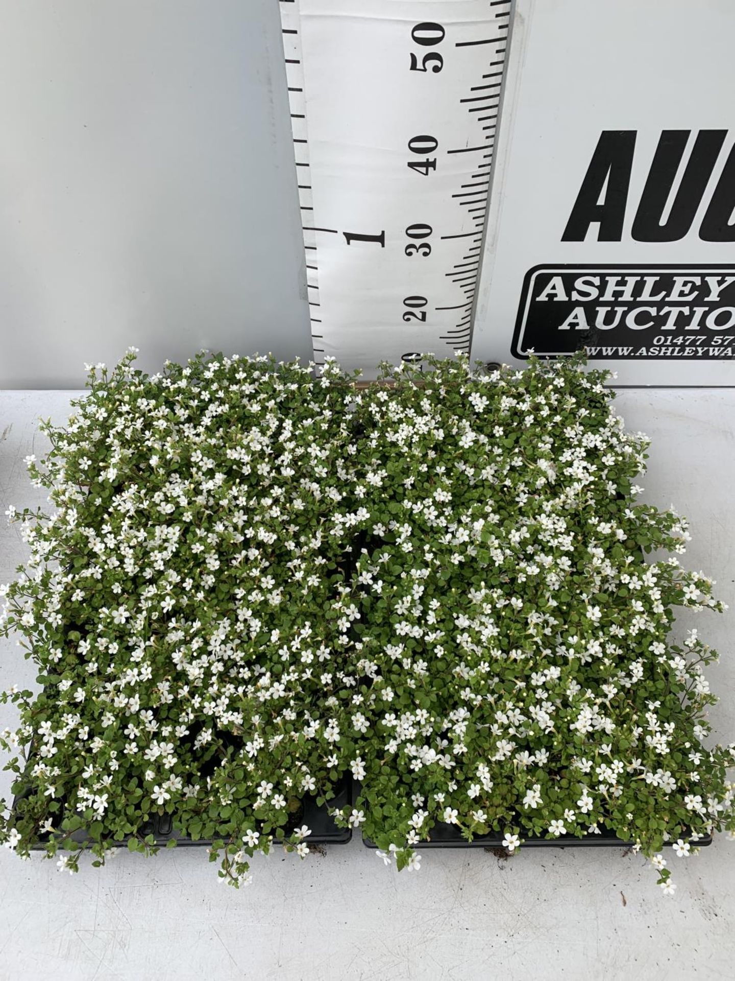 ONE HUNDRED AND SIXTY BACOPA 'SNOWFLAKE' BEDDING PLANTS ON A TWO TRAYS PLUS VAT TO BE SOLD FOR THE
