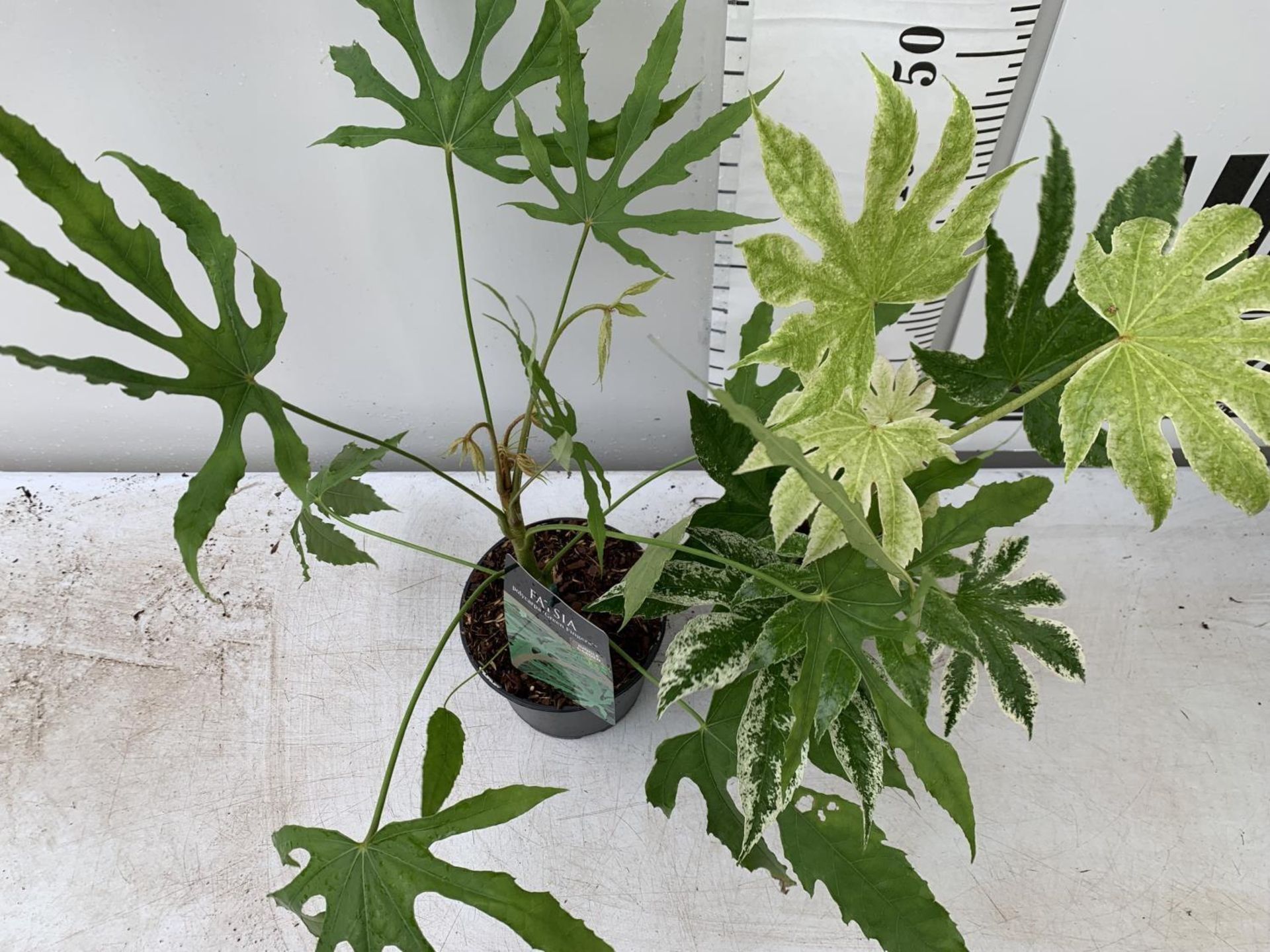 TWO FATSIA JAPONICA 'SPIDERS WEB' AND FATSIA POLYCARPA 'GREEN FINGERS' IN 2 LTR POTS 60CM TALL - Bild 2 aus 7