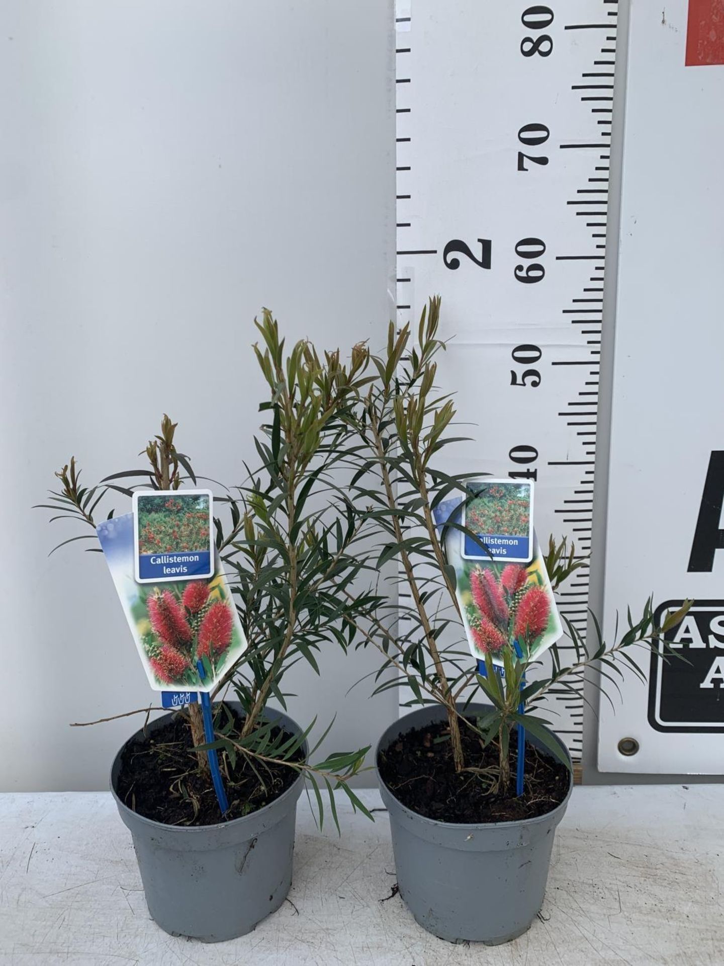 TWO CALLISTEMON LAEVIS IN 2 LTR POTS 50CM IN HEIGHT PLUS VAT TO BE SOLD FOR THE TWO