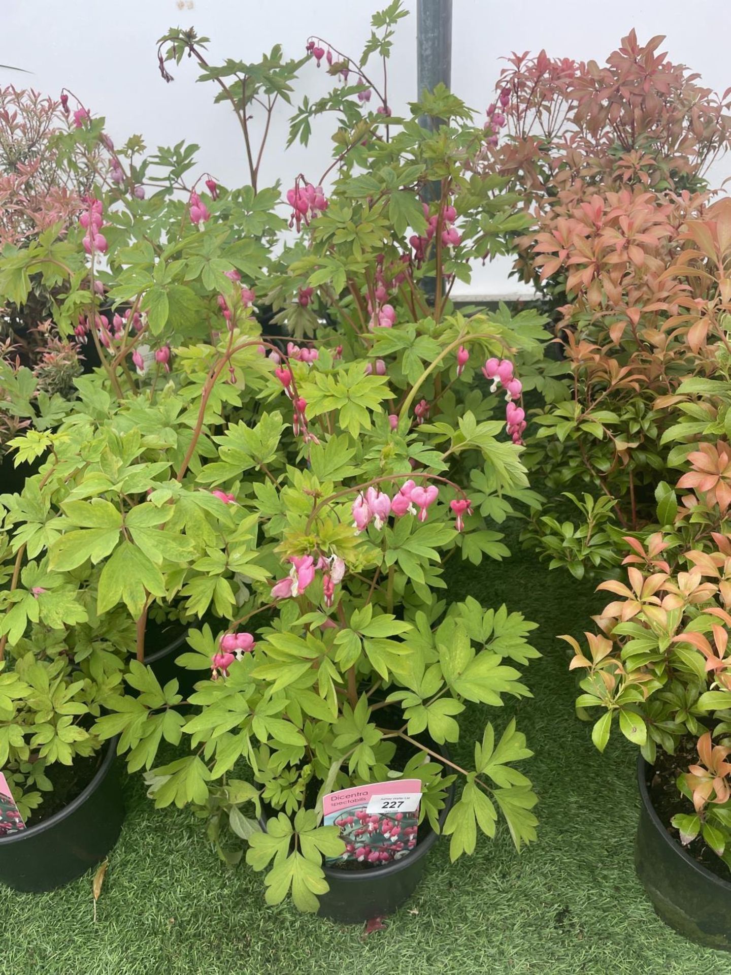 SIX DICENTRA SPECTABILIS BLEEDING HEART 50CM TALL IN 2 LTR POTS TO BE SOLD FOR THE SIX PLUS VAT