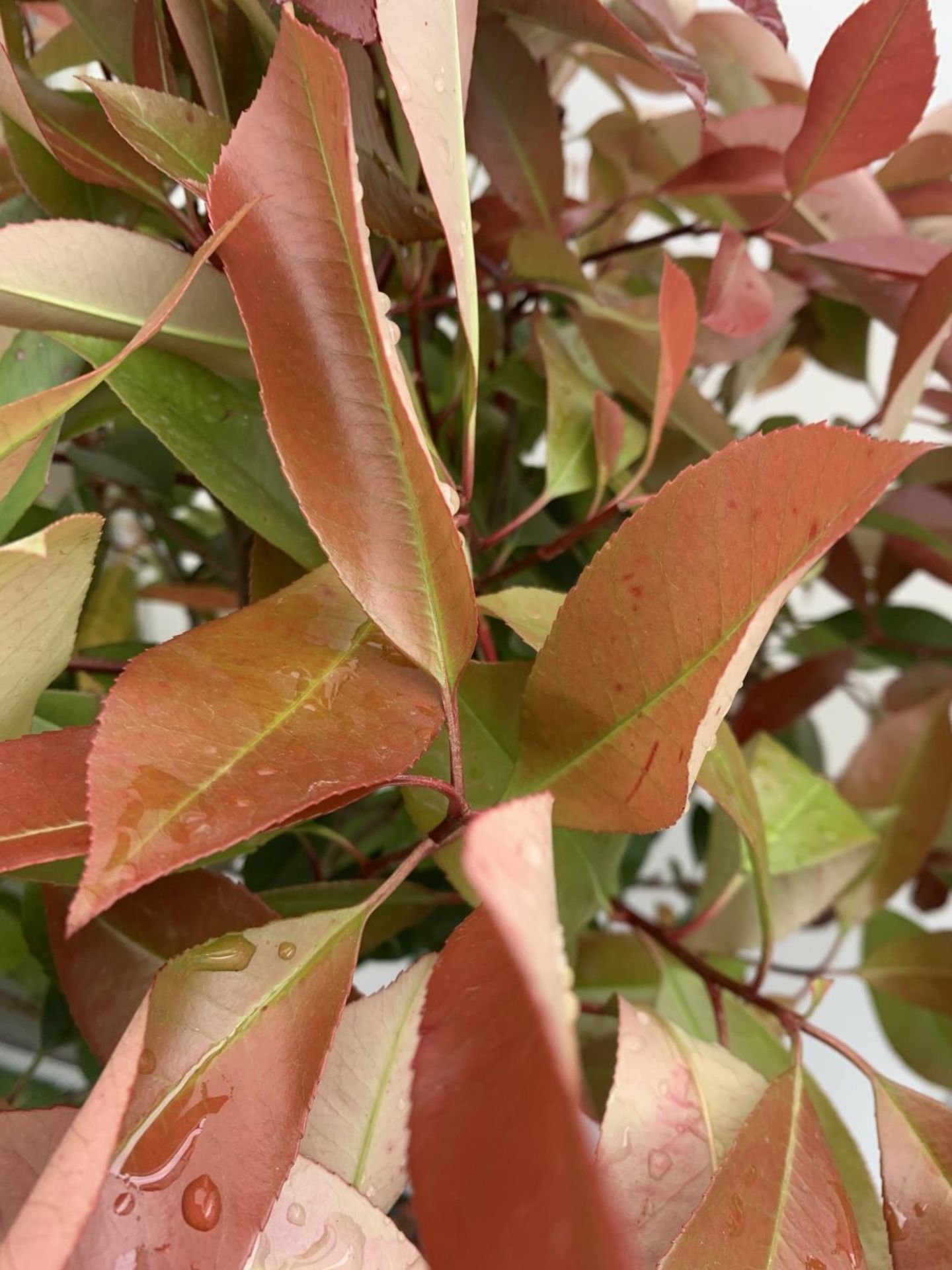 A PAIR OF STANDARD PHOTINIA FRASERI RED ROBIN TREES 120CM TALL IN A 10 LTR POT TO BE SOLD FOR THE - Image 5 of 6