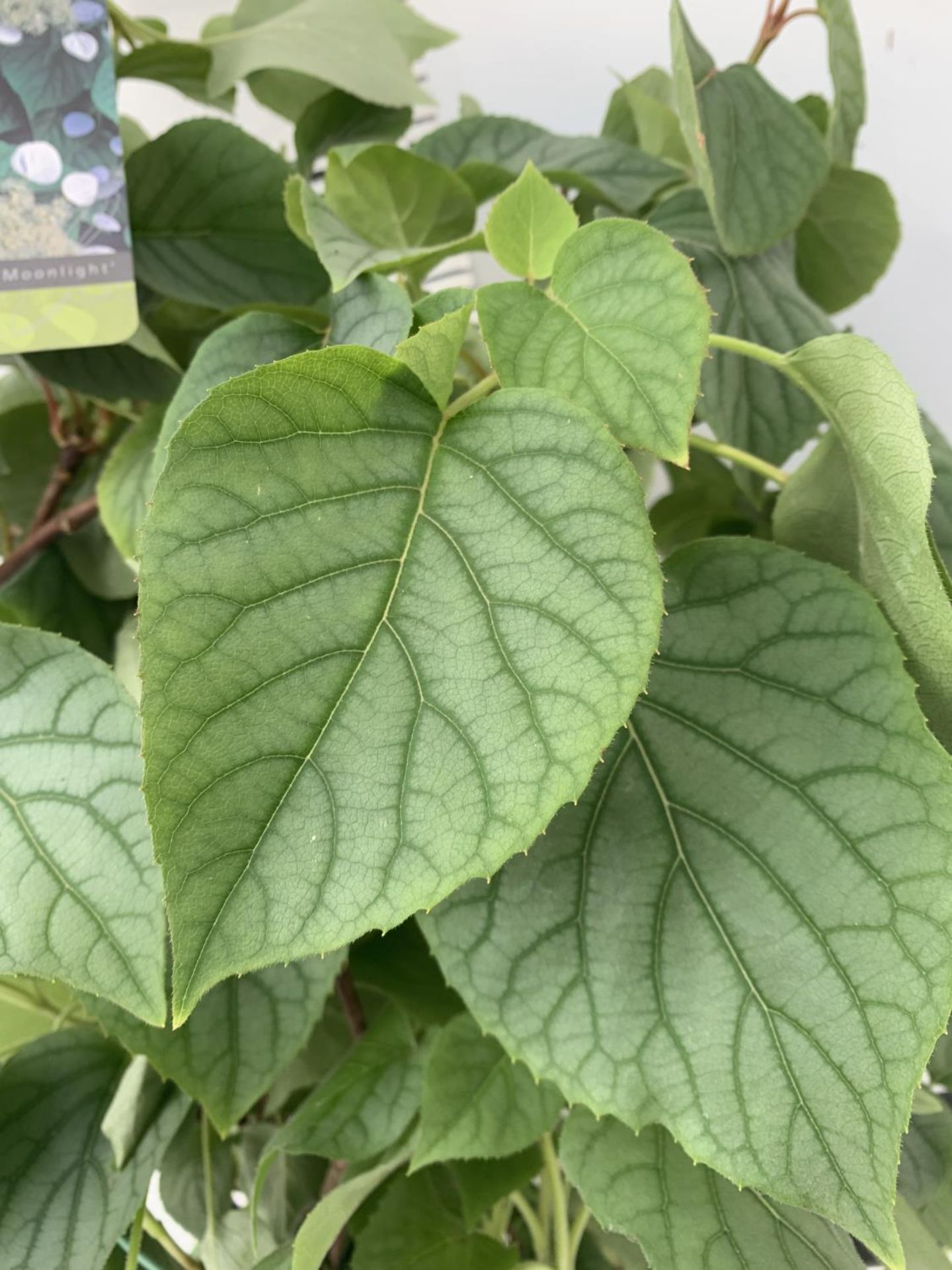 A SCHIZOPHRAGMA HYDRANGEOIDES MOONLIGHT IN A 7.5 LTR POT 130CM TALL PLUS VAT - Image 3 of 4