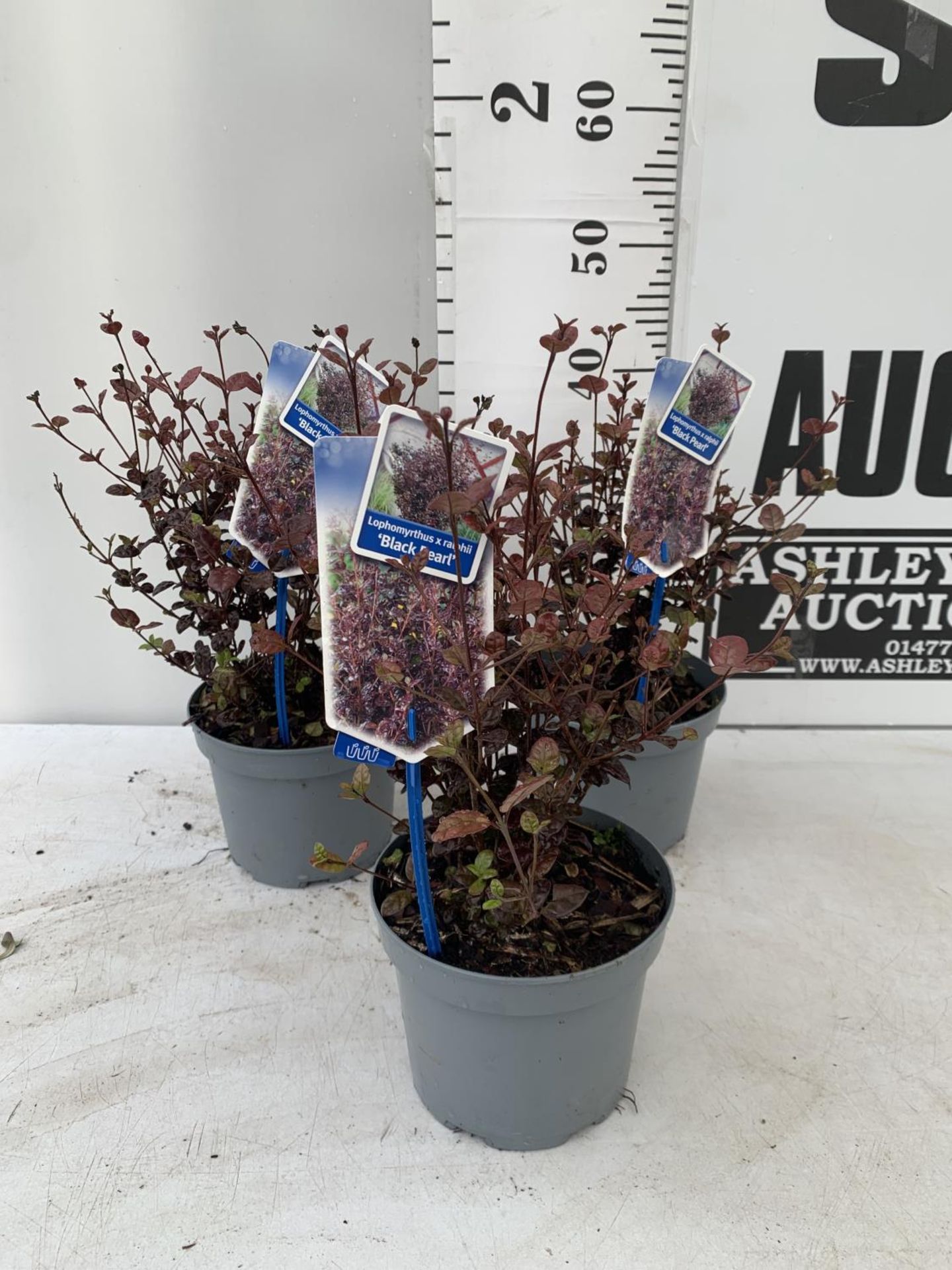 THREE LOPHOMYRTUS RALPHII NEW ZEALAND MYRTLE 'BLACK PEARL' IN 2 LTR POTS HEIGHT 40CM - 50CM TO BE