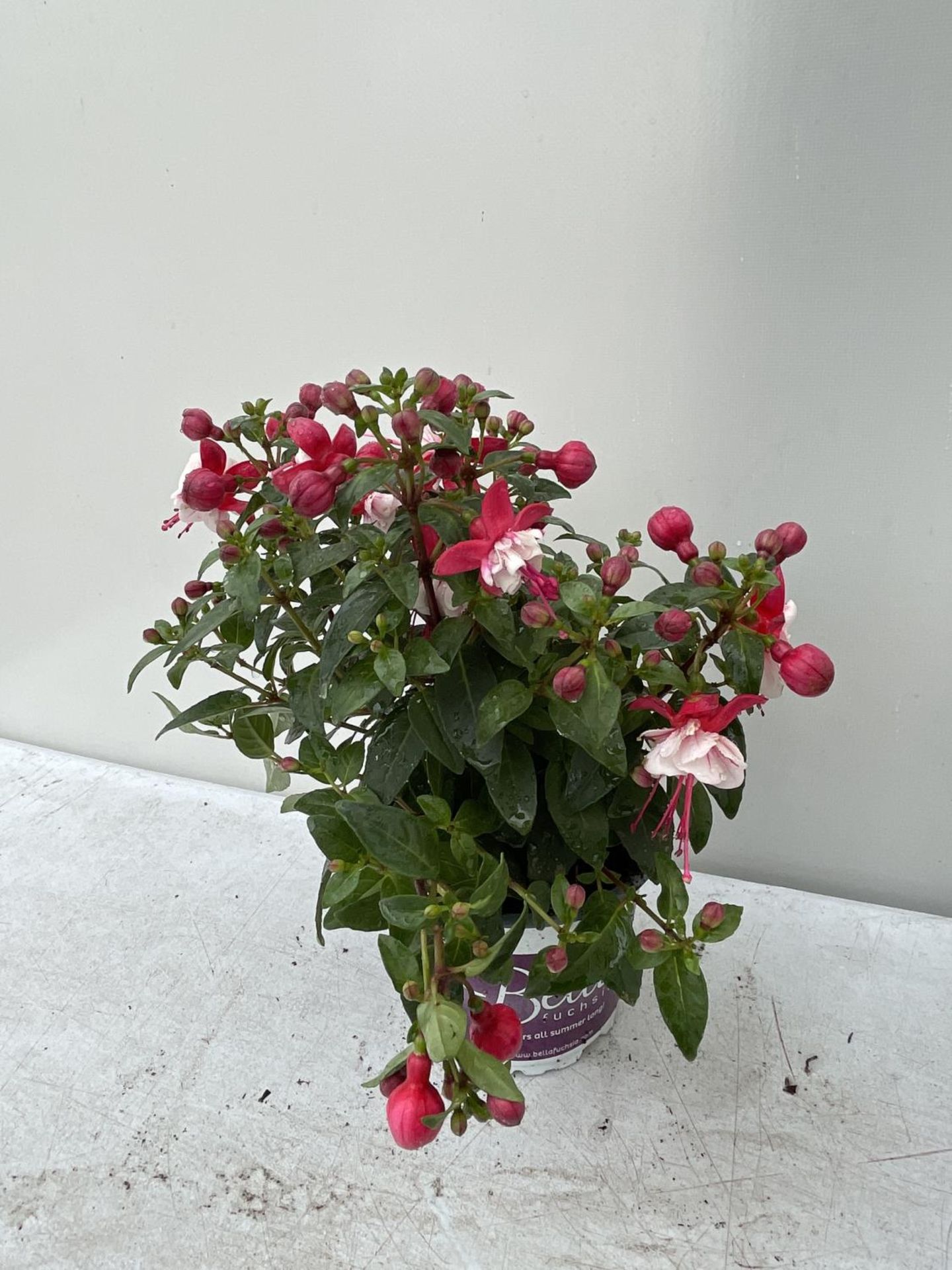 NINE FUCHSIA BELLA IN 20CM POTS 20-30CM TALL TO BE SOLD FOR THE NINE PLUS VAT - Image 3 of 5